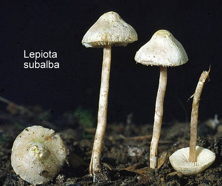 Lepiota subalba-amf2057.jpg